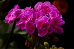 Pink geranium pictures