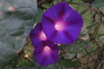 Purple morning glory pictures desktop wallpaper