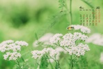 April 2022 small fresh flowers calendar wallpaper picture