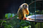 Squirrel monkey pictures