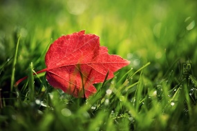 中国传统节日之白露壁纸