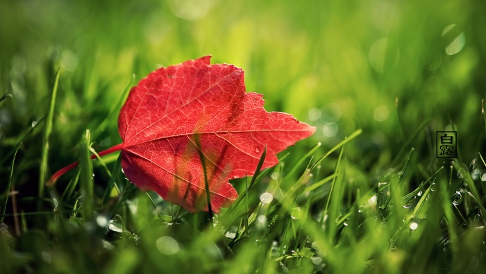 中國傳統節日之白露壁紙