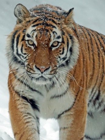 beast tiger picture
