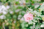 2021年10月好看花朵清新日历壁纸