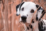 Dalmatian dog pictures