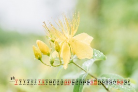 August 2021 small fresh natural scenery desktop calendar wallpaper