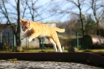 Cat running on the grass picture wallpaper