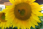 yellow sunflower pictures