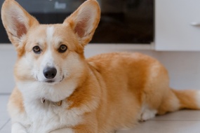 Cute and cute Welsh Corgi pictures desktop wallpaper