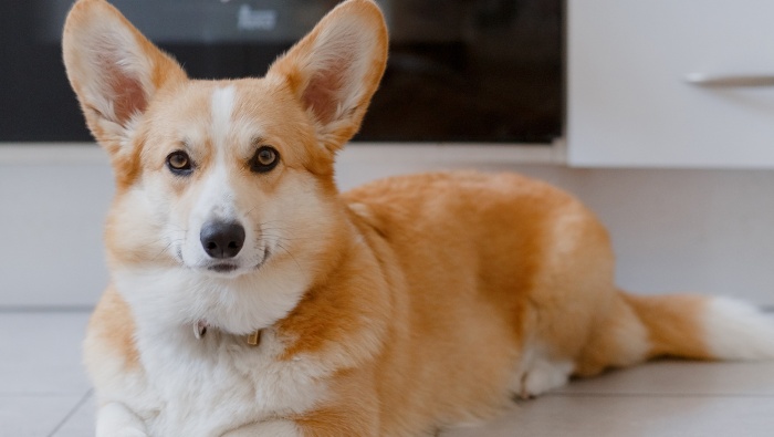 Cute and cute Welsh Corgi pictures desktop wallpaper