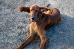 Lively Irish Setter Pictures