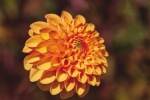 HD dahlia pictures