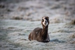 Alpaca pictures tame and cute alpaca pictures