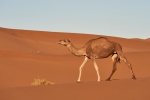 Camel in the desert pictures desktop wallpaper
