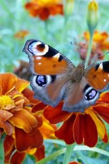 Beautiful peacock butterfly pictures