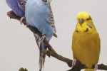 Cute budgerigar pictures