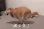 溜了溜了表情包（柴犬）