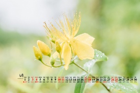2021年4月小清新雨後花卉桌麵日曆壁紙