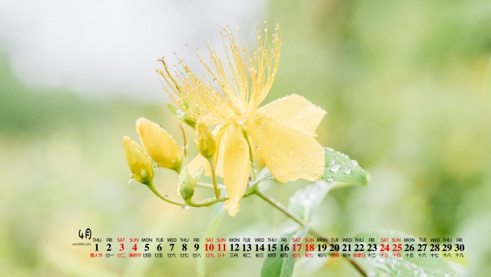 April 2021 fresh flower desktop calendar wallpaper after rain