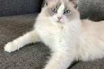 Ragdoll cat pictures Brador cat pictures