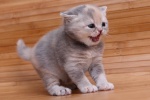 British shorthair cat HD wallpaper
