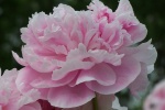 Mother's Day Carnation Picture Desktop Wallpaper