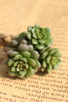 Xiaoyu succulent pictures