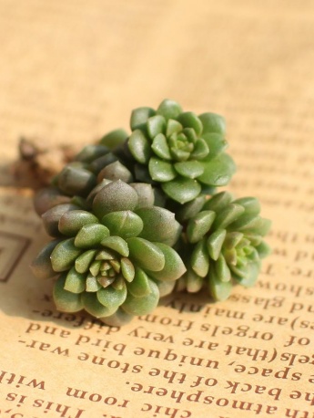 Xiaoyu succulent pictures