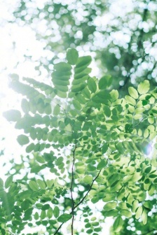 Small fresh daily mobile phone wallpaper pictures