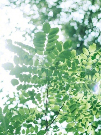 Small fresh daily mobile phone wallpaper pictures