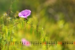 July 2021 Morning Glory Desktop Calendar Wallpaper
