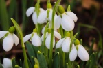 HD snowdrop pictures desktop wallpaper