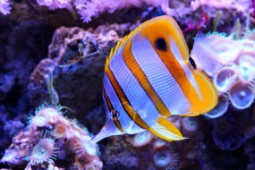 HD three rocket pictures desktop wallpaper