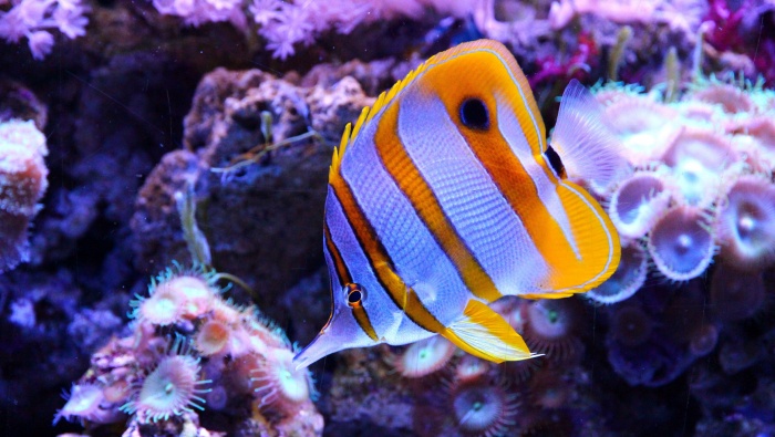 HD three rocket pictures desktop wallpaper