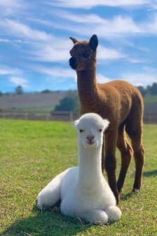 Alpaca cute wallpaper