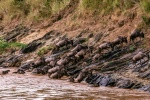 Wildebeest pictures in African grassland