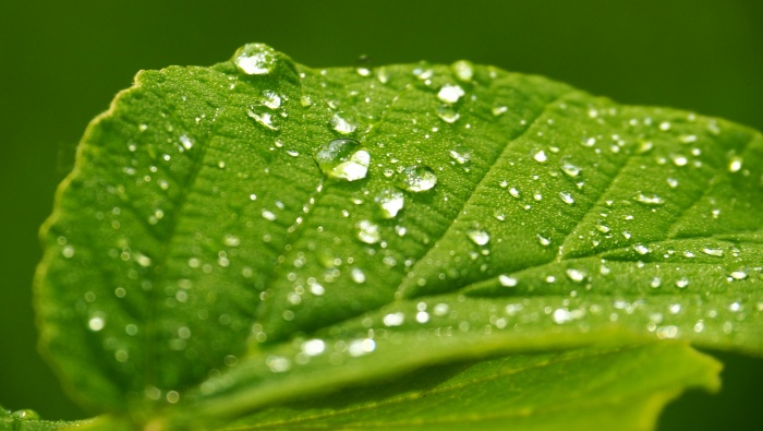 Raindrops on green leaves picture desktop wallpaper