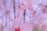 Pink cherry blossom mobile wallpaper picture