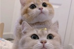 The latest version of cat couple avatar pictures