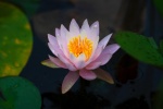 Pink lotus HD picture desktop wallpaper