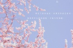 Japanese fresh style cherry blossom wallpaper