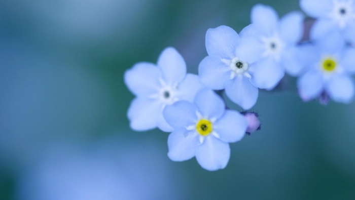 520 Forget Me Not HD Desktop Wallpaper