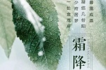 霜降节日清新手机锁屏壁纸
