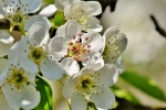 Fresh and elegant pear blossom pictures desktop wallpaper