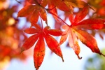 Autumn red maple leaves pictures desktop wallpaper