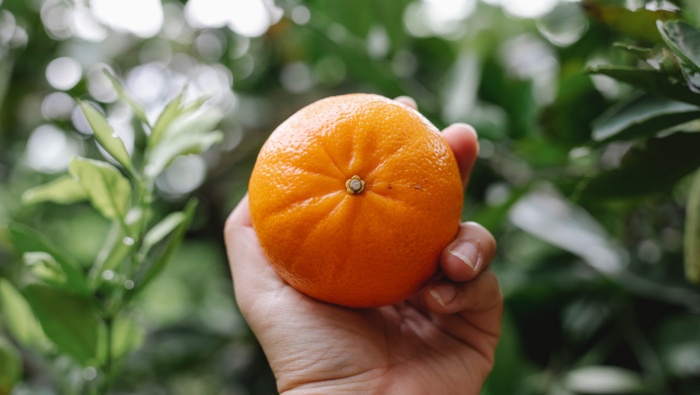 新鮮美味的柑橘圖片桌麵壁紙