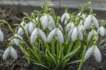 White snowdrop pictures desktop wallpaper