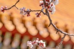 Beautiful apricot blossom scenery pictures