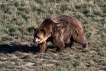Cute grizzly bear pictures