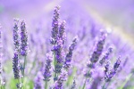 HD lavender pictures desktop wallpaper